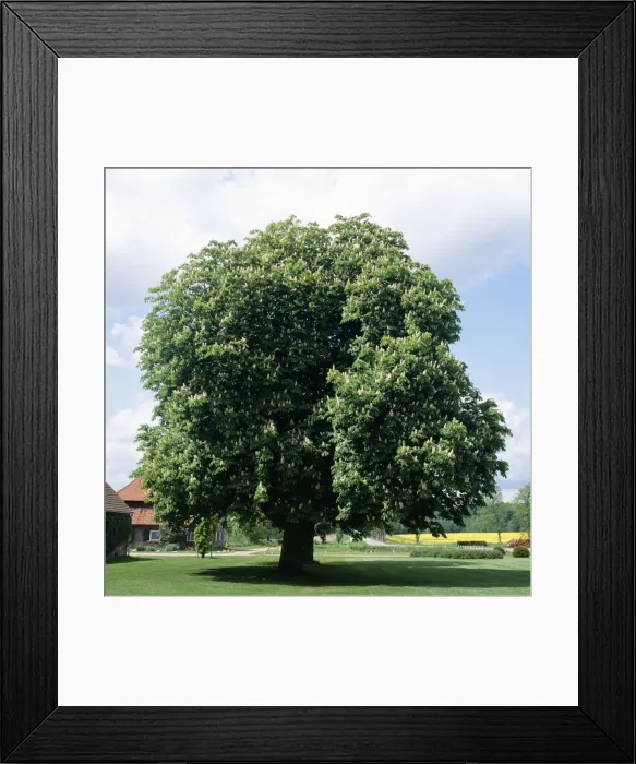 Framed Print : Horse Chestnut Tree - in blossom time, May Framed Print : Horse Chestnut Tree - in blossom time, May