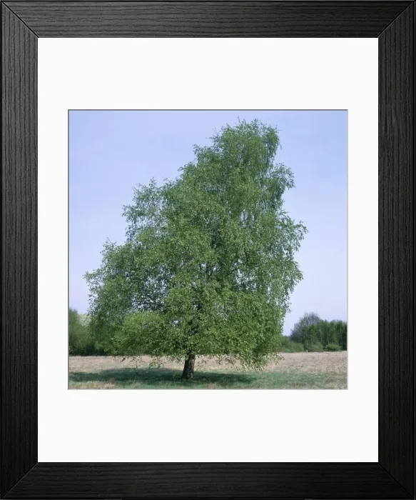 Framed Print : Pubescent Birch - May, in full leaf Framed Print : Pubescent Birch - May, in full leaf