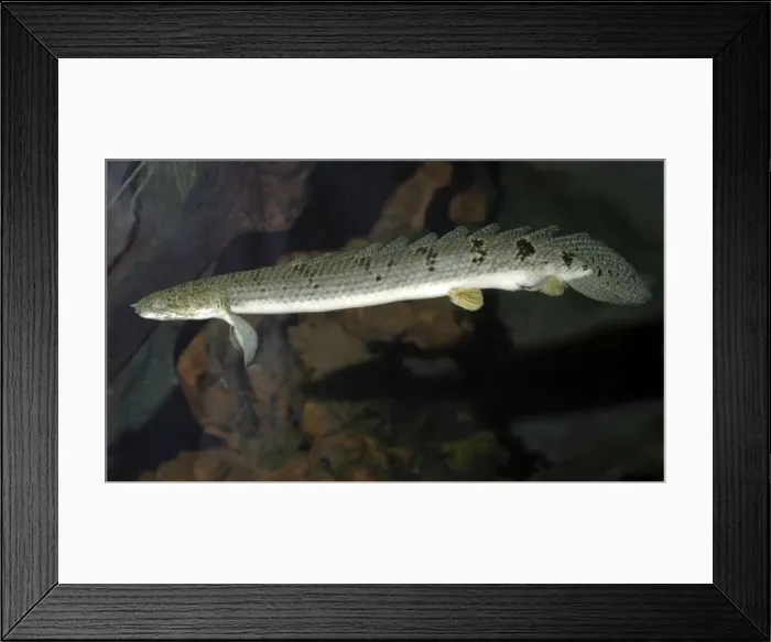 Framed Print : Bichir, primitive air breathing fish, freshwater west Africa Framed Print : Bichir, primitive air breathing fish, freshwater west Africa