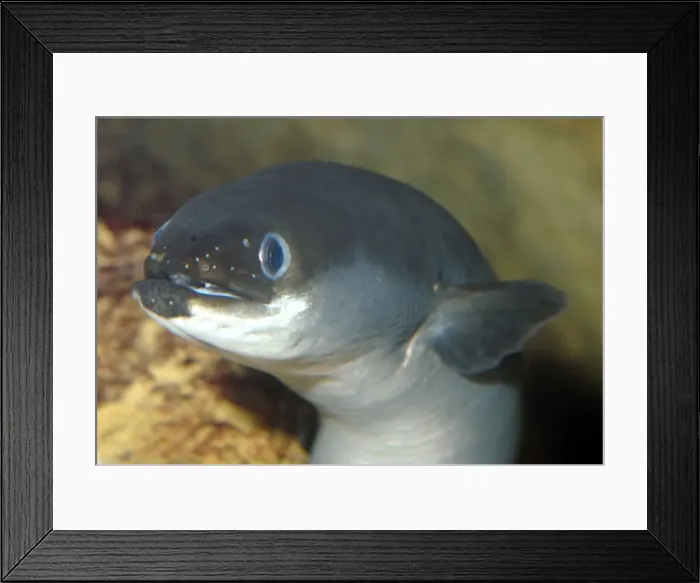 Framed Print : Common Eel- European freshwaters, but then migrates to the sea Framed Print : Common Eel- European freshwaters, but then migrates to the sea