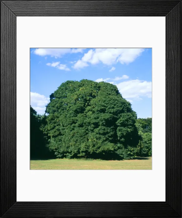 Framed Print : Sycamore Tree - summer, sequence 2 of 4 Framed Print : Sycamore Tree - summer, sequence 2 of 4