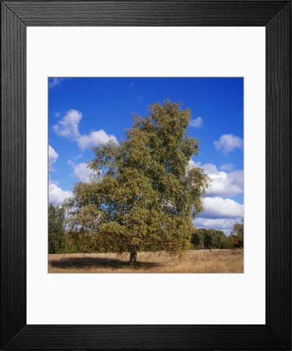 Framed Print : Pubescent Birch - October Framed Print : Pubescent Birch - October