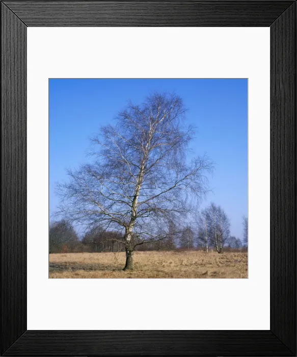Framed Print : Pubescent Birch Tree - February