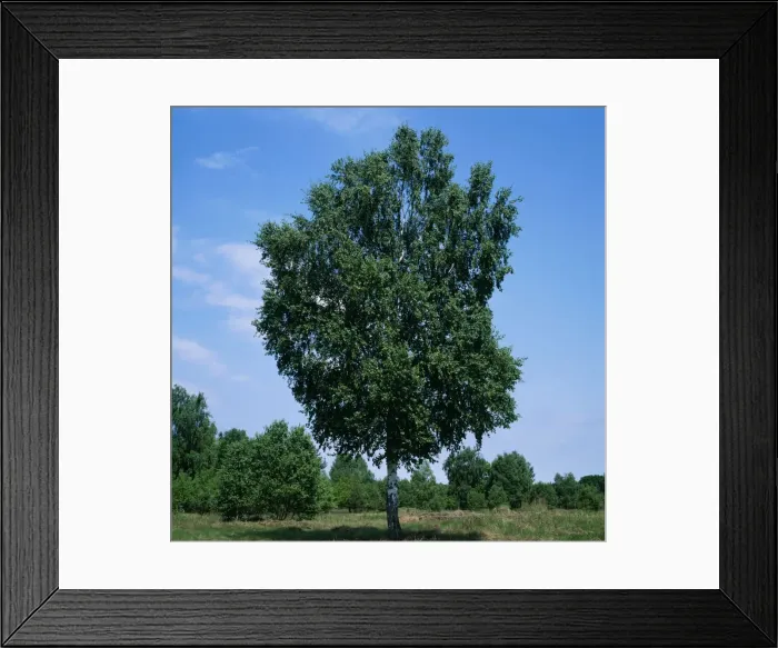 Framed Print : Birch Tree Framed Print : Birch Tree
