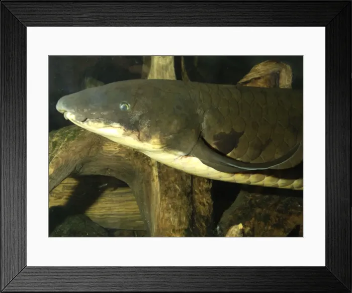 Framed Print : Lungfish- Australia, Murray River and its tributaries. Very ancient air breathing fish. Endangered species Framed Print : Lungfish- Australia, Murray River and its tributaries. Very ancient air breathing fish. Endangered species