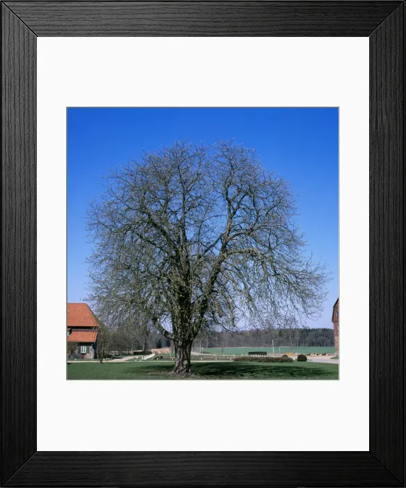 Framed Print : Horse Chestnut Tree Framed Print : Horse Chestnut Tree