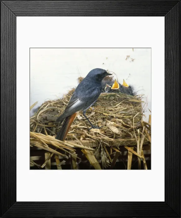 Framed Print : Black Redstart Framed Print : Black Redstart