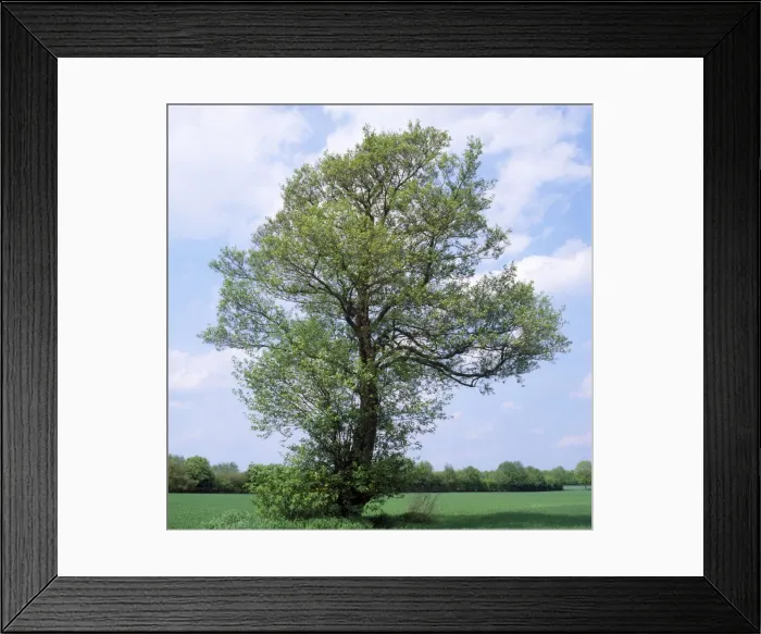 Framed Print : Common Alder - in may with new leaves Framed Print : Common Alder - in may with new leaves