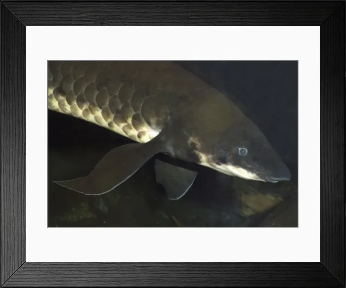 Framed Print : Lungfish- Australia, Murray River and its tributaries. Very ancient air breathing fish. Endangered species Framed Print : Lungfish- Australia, Murray River and its tributaries. Very ancient air breathing fish. Endangered species