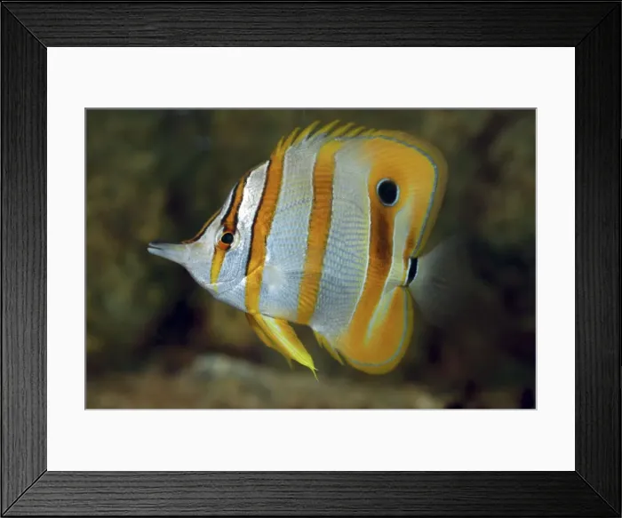 Framed Print : Beaked Coral Fish (adult- long snout develops in adult, absent in juvenile. Used to get at food in small crevices inacessible to other fish). Indian Ocean, Northern Australia and Western Pacific Framed Print : Beaked Coral Fish (adult- long snout develops in adult, absent in juvenile. Used to get at food in small crevices inacessible to other fish). Indian Ocean, Northern Australia and Western Pacific