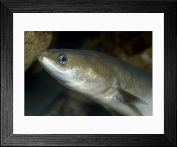 Framed Print : Common Eel- European freshwaters, but then migrates to the sea Framed Print : Common Eel- European freshwaters, but then migrates to the sea