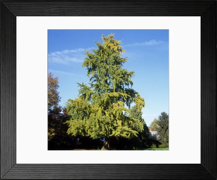 Framed Print : Maidenhair Tree Framed Print : Maidenhair Tree