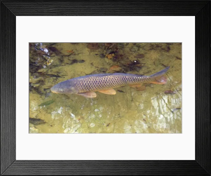 Framed Print : Common Carp, UK & European freshwaters. Widely introduced and also reared in fishponds for food Framed Print : Common Carp, UK & European freshwaters. Widely introduced and also reared in fishponds for food