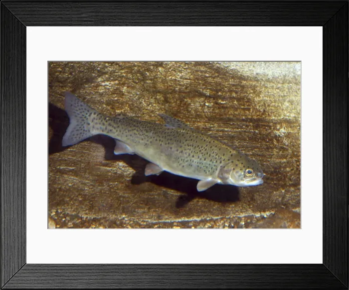 Framed Print : Salmon. PM-10045. Salmon. Pat Morris. Please note that prints are for personal Framed Print : Salmon. PM-10045. Salmon. Pat Morris. Please note that prints are for personal