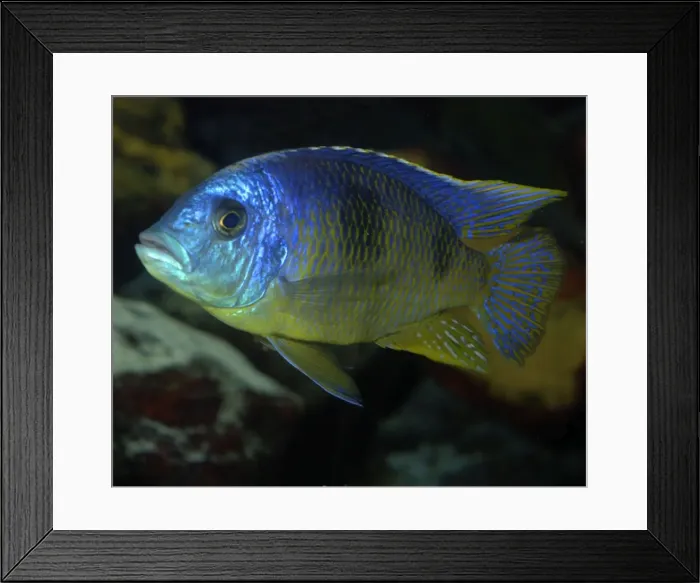 Framed Print : Lake Malawi Cichlid- L. Malawi and aquaria Framed Print : Lake Malawi Cichlid- L. Malawi and aquaria