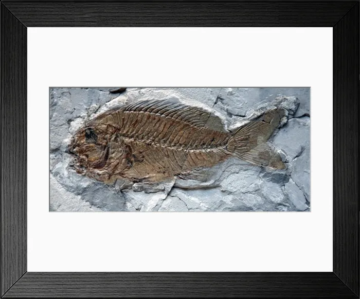 Framed Print : Fossil percoid fish, Eocene, Italy Framed Print : Fossil percoid fish, Eocene, Italy