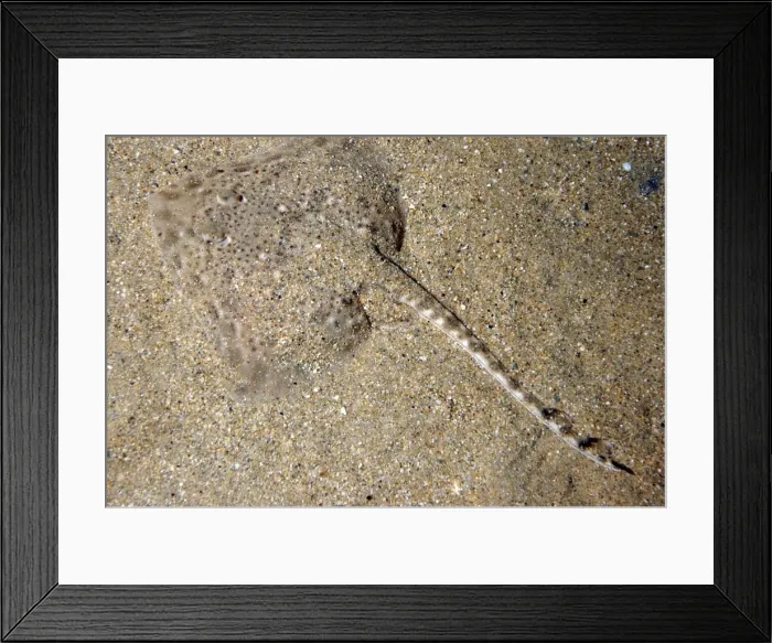 Framed Print : Spotted Ray- North Sea and Mediterranean. Lying on sea bed part covered with sand that it has shaken on to itself Framed Print : Spotted Ray- North Sea and Mediterranean. Lying on sea bed part covered with sand that it has shaken on to itself