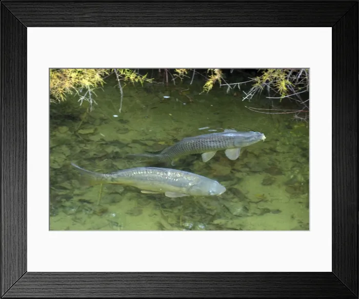 Framed Print : Common Carp and Mirror Carp (variant), UK & European freshwaters. Widely introduced and also reared in fishponds for food Framed Print : Common Carp and Mirror Carp (variant), UK & European freshwaters. Widely introduced and also reared in fishponds for food