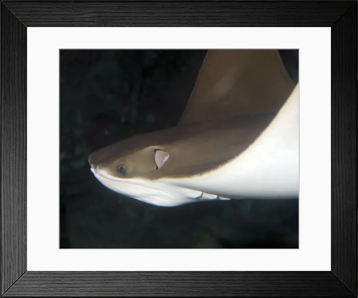 Framed Print : Cow Nosed Ray- Western Atlantic Framed Print : Cow Nosed Ray- Western Atlantic