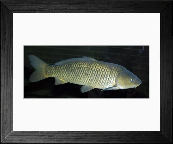 Framed Print : Common Carp, UK & European freshwaters. Widely introduced and also reared in fishponds for food Framed Print : Common Carp, UK & European freshwaters. Widely introduced and also reared in fishponds for food