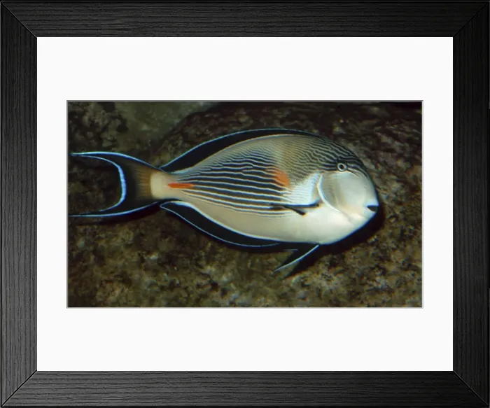 Framed Print : Surgeonfish- reefs along coasts of Western Indian Ocean, Red Sea to Persian Gulf Framed Print : Surgeonfish- reefs along coasts of Western Indian Ocean, Red Sea to Persian Gulf