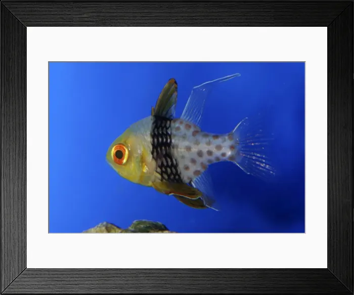 Framed Print : Pyjama Cardinalfish, western Pacific reefs Framed Print : Pyjama Cardinalfish, western Pacific reefs
