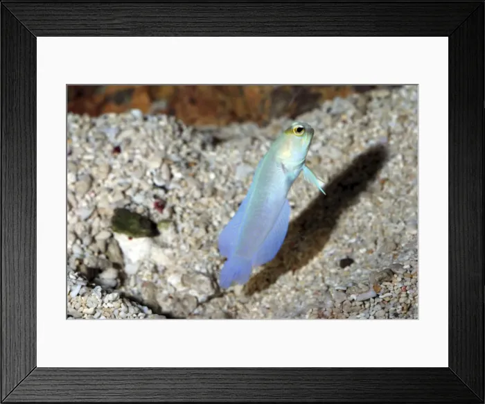 Framed Print : Yellow-headed Jawfish displaying outside its burrow on sea floor. Sandy sea beds, western mid-Atlantic Bahamas, Caribbean and Brazilian coast Framed Print : Yellow-headed Jawfish displaying outside its burrow on sea floor. Sandy sea beds, western mid-Atlantic Bahamas, Caribbean and Brazilian coast