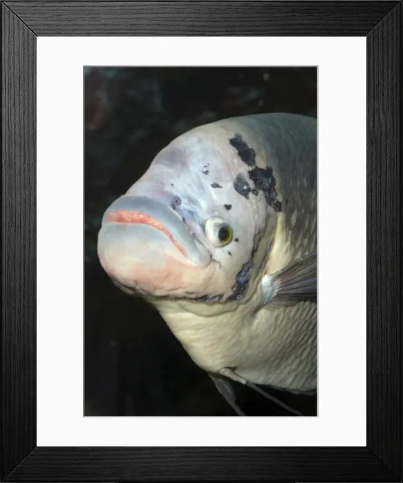 Framed Print : Common (Giant) Gourami- originally from Java and Sumatra, now widespread in aquaria