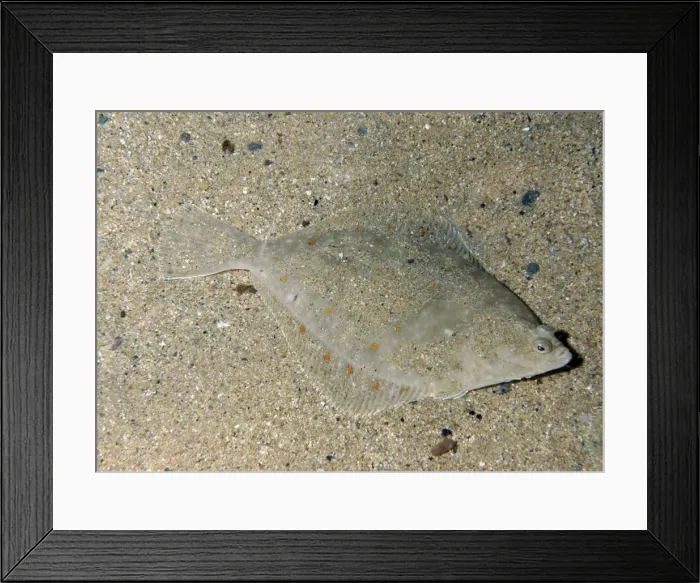 Framed Print : Plaice- North Atlantic, North Sea, western Mediterranean. Lives on sea bed, lying on its right side. Important food fish Framed Print : Plaice- North Atlantic, North Sea, western Mediterranean. Lives on sea bed, lying on its right side. Important food fish
