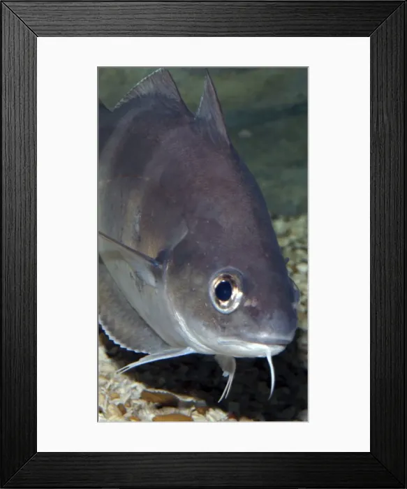 Framed Print : Pout / Bib- UK and European coasts, including North West Mediterranean. Shows sensory barbel below chin Framed Print : Pout / Bib- UK and European coasts, including North West Mediterranean. Shows sensory barbel below chin