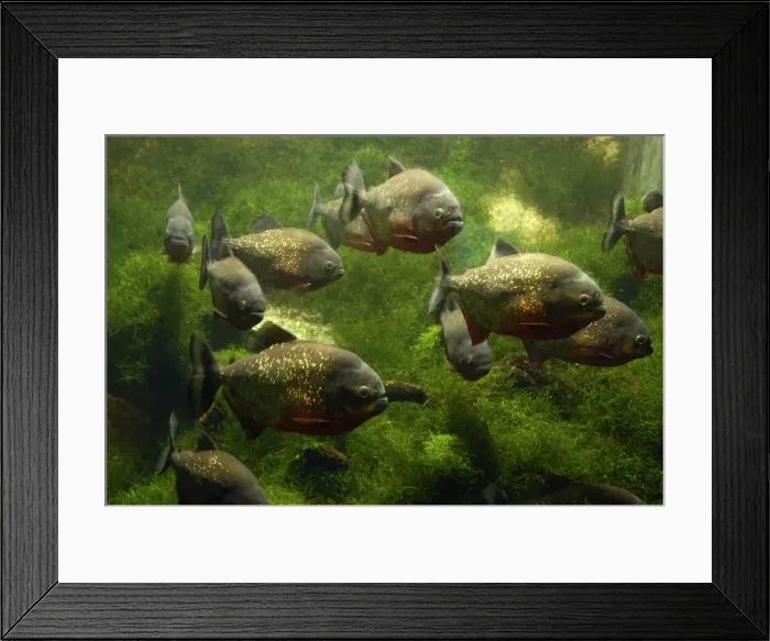 Framed Print : Red Piranha- lagoons and rivers in Matto Grosso and Amazon Basin, South America Framed Print : Red Piranha- lagoons and rivers in Matto Grosso and Amazon Basin, South America