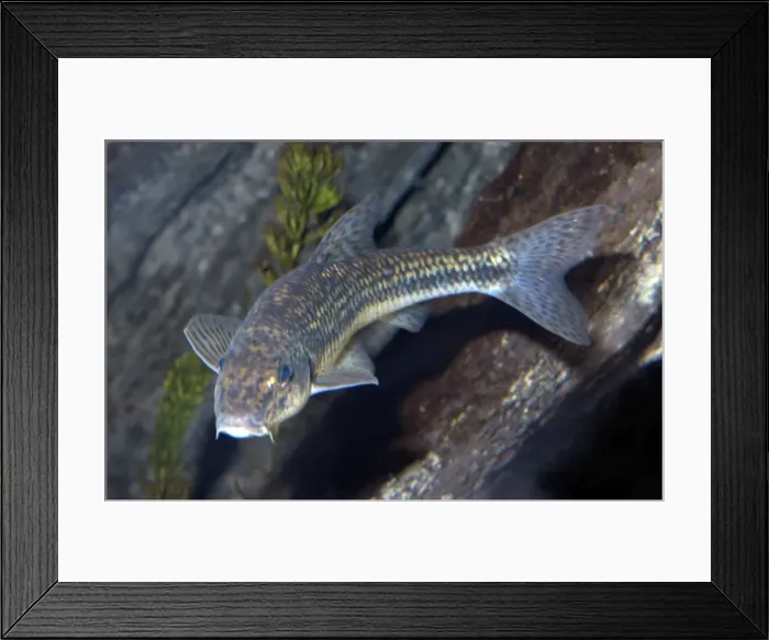Framed Print : Gudgeon- freshwater streams and rivers Europe and northern Asia from Britain to China Framed Print : Gudgeon- freshwater streams and rivers Europe and northern Asia from Britain to China