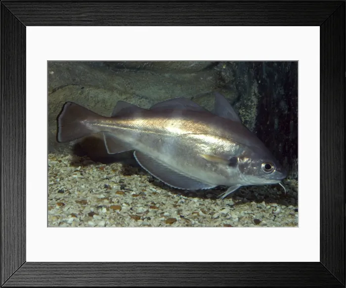 Framed Print : Pout / Bib- UK and European coasts, including North West Mediterranean. Shows sensory barbel below chin Framed Print : Pout / Bib- UK and European coasts, including North West Mediterranean. Shows sensory barbel below chin