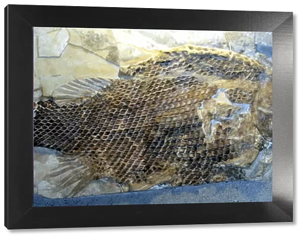 Fossil Fish with ganoid scales. (primitive fish, Holostei) Upper Triassic to Cretaceous, Europe and Africa