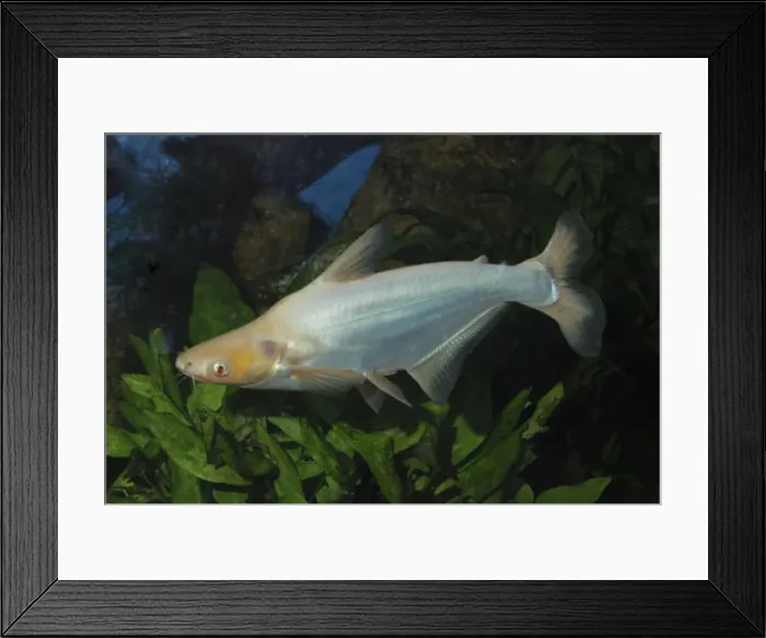 Framed Print : Sutchi Catfis / Irridescent catfish- albino. Chinese rivers Framed Print : Sutchi Catfis / Irridescent catfish- albino. Chinese rivers