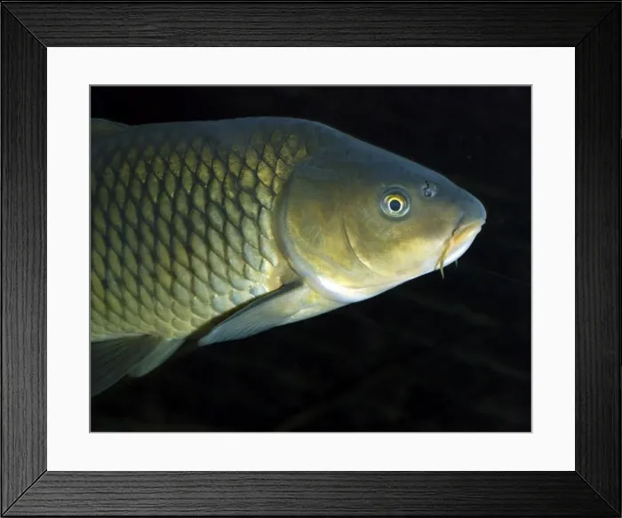 Framed Print : Common Carp, UK & European freshwaters. Widely introduced and also reared in fishponds for food Framed Print : Common Carp, UK & European freshwaters. Widely introduced and also reared in fishponds for food