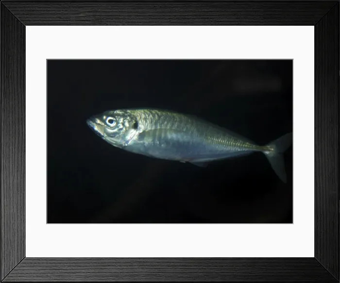 Framed Print : Spanish Mackerel- warm seas, worldwide Framed Print : Spanish Mackerel- warm seas, worldwide