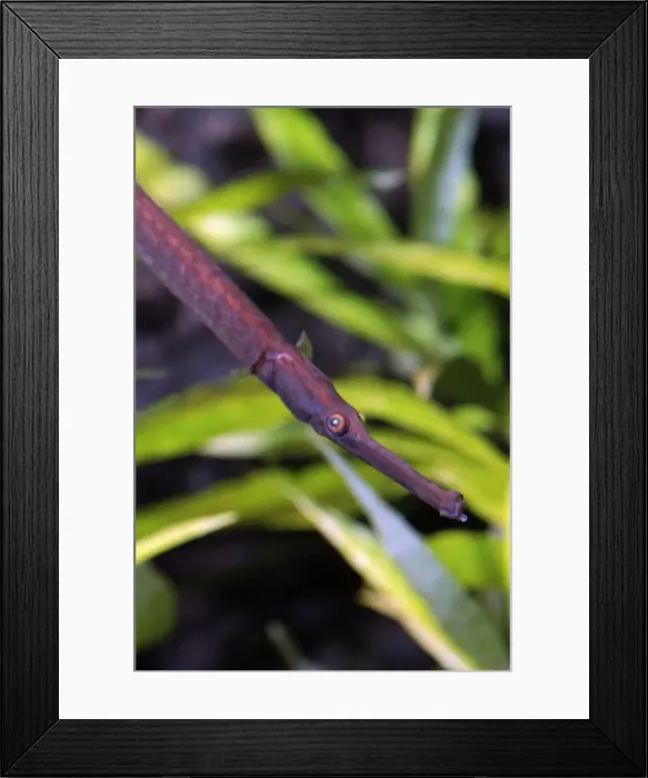Framed Print : Long Snouted Pipefish- largest freshwater pipefish; Thailand, Malaysia, Cambodia, China Framed Print : Long Snouted Pipefish- largest freshwater pipefish; Thailand, Malaysia, Cambodia, China