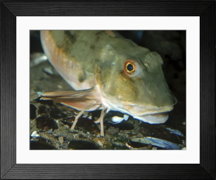 Framed Print : Tub Gurnard- coastal waters, North Sea and Mediterranean Framed Print : Tub Gurnard- coastal waters, North Sea and Mediterranean