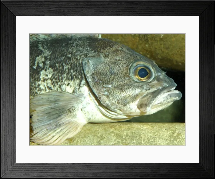 Framed Print : Wreckfish- Eastern Atlantic coastal regions, also east coast of USA