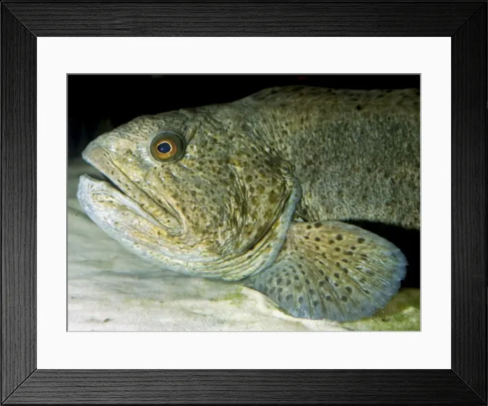 Framed Print : Wolf-fish. Eastern Atlantic, North Sea Framed Print : Wolf-fish. Eastern Atlantic, North Sea