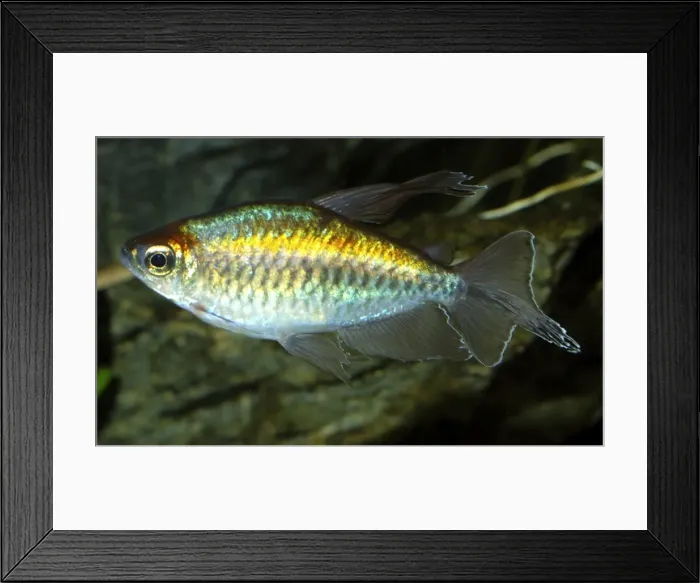 Framed Print : Congo Tetra. Freshwaters, Congo / central Africa Framed Print : Congo Tetra. Freshwaters, Congo / central Africa