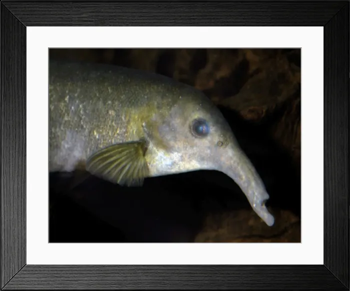 Framed Print : Downpoker Mormyrid African freshwaters. Uses electric senses for navigation in the dark and in muddy water Framed Print : Downpoker Mormyrid African freshwaters. Uses electric senses for navigation in the dark and in muddy water