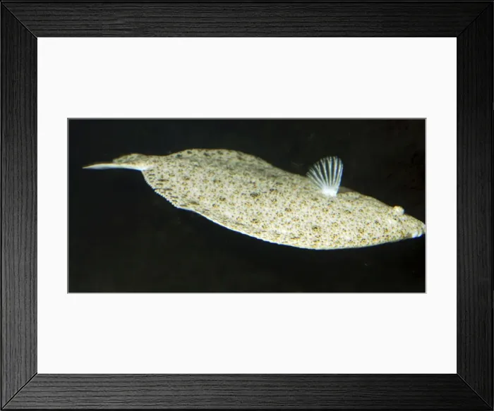 Framed Print : Turbot. Right sided flatfish swimming off the sea bed. North Atlantic, North Sea Framed Print : Turbot. Right sided flatfish swimming off the sea bed. North Atlantic, North Sea