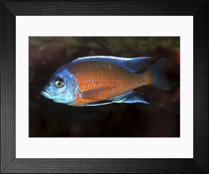 Framed Print : Lake Malawi Cichlid- Male. Shallow and mid-depths of L. Malawi (and aquaria) Framed Print : Lake Malawi Cichlid- Male. Shallow and mid-depths of L. Malawi (and aquaria)