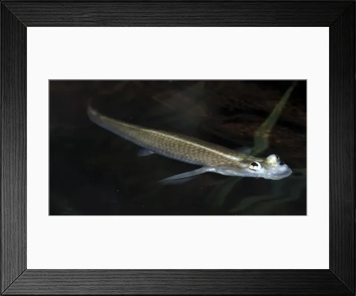 Framed Print : Four Eyed Fish with eyes poking above surface of the water. Coastal and brackinsh waters, tropical America Framed Print : Four Eyed Fish with eyes poking above surface of the water. Coastal and brackinsh waters, tropical America