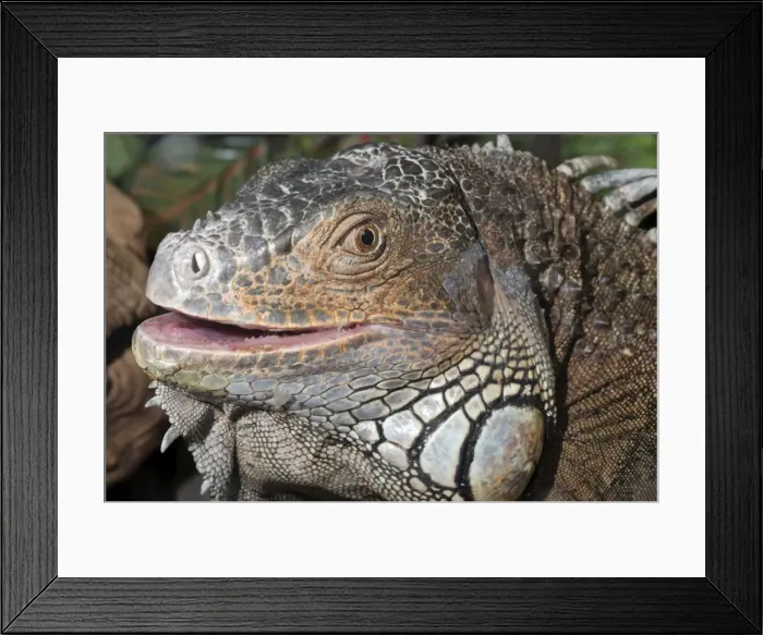 Framed Print : Iguana: Central / South America Framed Print : Iguana: Central / South America