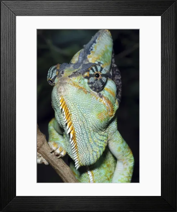Framed Print : Yemen Chameleon- Yemen; shows eyes swivel independently Framed Print : Yemen Chameleon- Yemen; shows eyes swivel independently