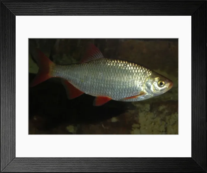 Framed Print : Rudd. Slow flowing, still and muddy waters, north west Europe Framed Print : Rudd. Slow flowing, still and muddy waters, north west Europe