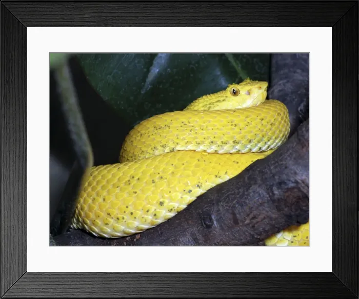 Framed Print : Eyelash Pit Viper: from Central / South America Framed Print : Eyelash Pit Viper: from Central / South America